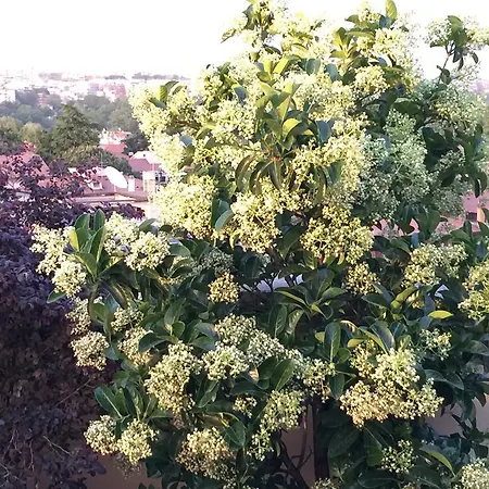 Terrazza Fiorita Roma